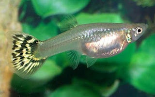 Ikan Guppy Betina