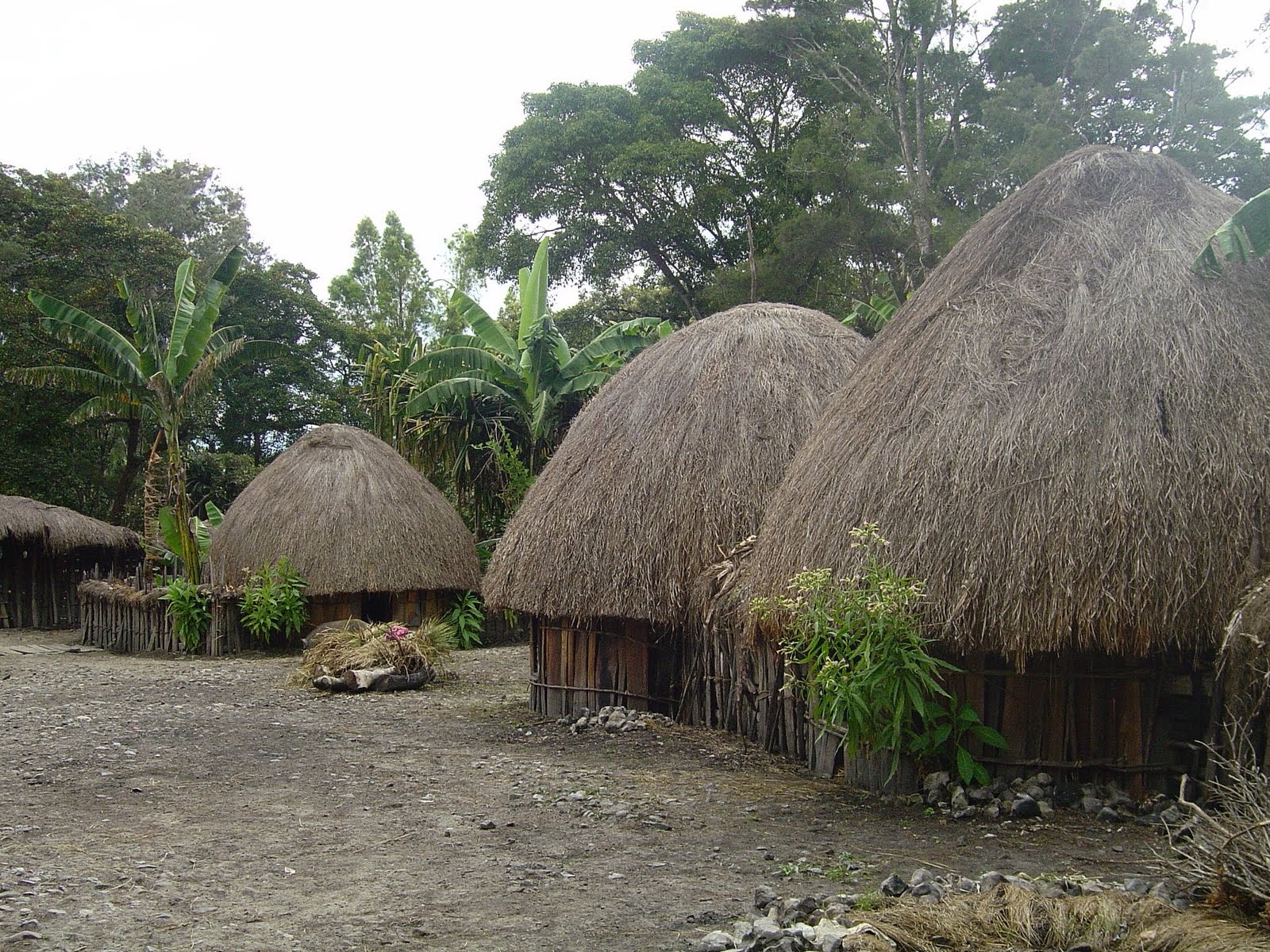 BUDAYA INDONESIA: rumah adat khas papua (honai)