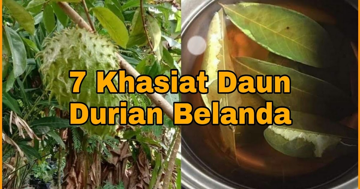 Lihat Khasiat Daun Durian Belanda Rebus 