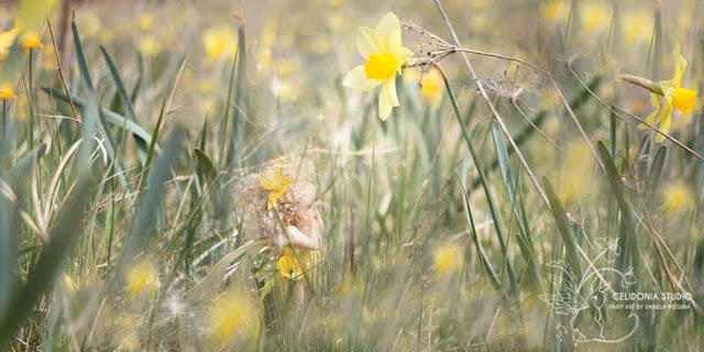 Fatina e fiore di Narciso in Valnerina