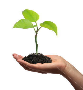 Nikki39;s Blog: Education is like a growing plant