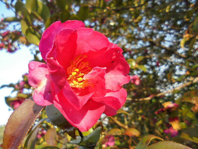 サザンカ（山茶花）