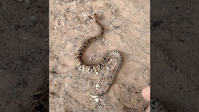 Agricultor morre após ser picado por cobra na zona rural de Santa Quitéria