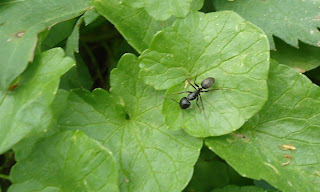 Carpenter ant on round green leaf.