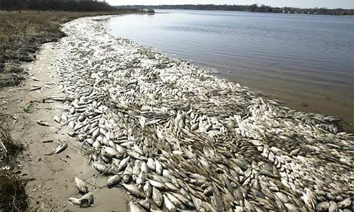 Cause(s) Of Dead Fishes Along The Shorelines Of Bayelsa, Delta And Rivers States Under Investigation — NOSDRA