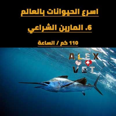 اسرع 10 حيوانات في الارض Sail Fish