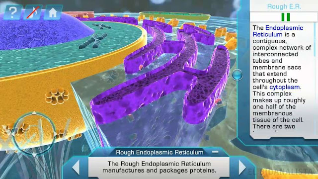 panel de información reticulo endoplasmatico rugoso