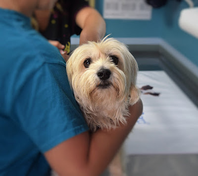 A small, fluffy, white dog looks at the camera while they are hugged by a person in blue scrubs