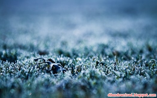 fallen dew grass