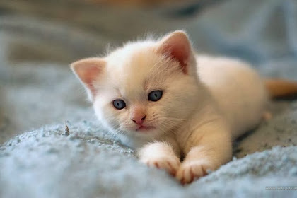 Little Kitty Cat Kitty cute crawling-cute little kitty cat living
wallpaper-1920x1080