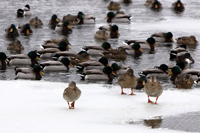 Cold Ducks