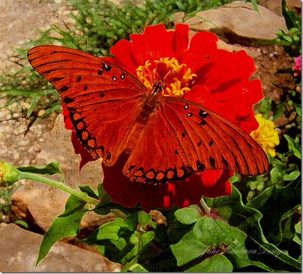 Gulf_Fritillary_simplicity