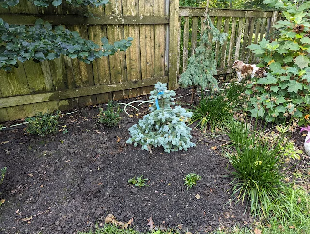 Young Baby Blue Spruce in mixed perennial bed