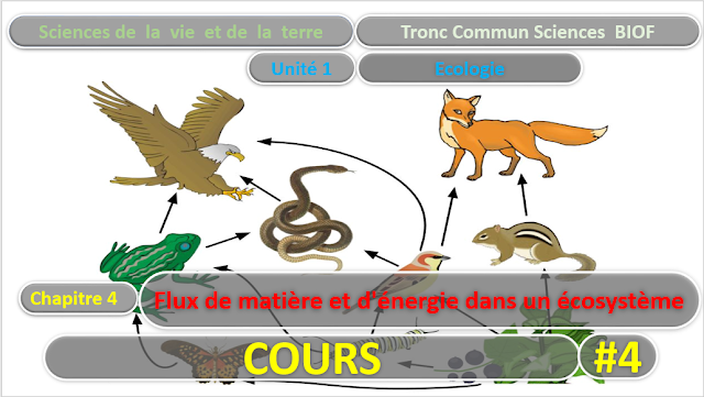 Télécharger | Cours | Tronc commun  Sciences  >  Flux de matière et d'énergie dans un écosystème  (TCS Biof)  SVT  #4