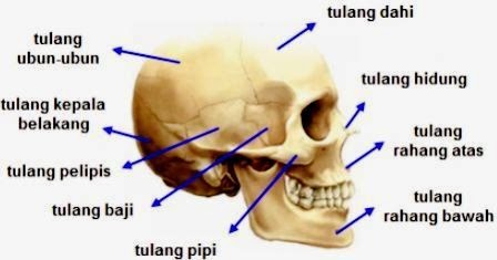 Penjelasan Lengkap Susunan Rangka Manusia Zakapedia