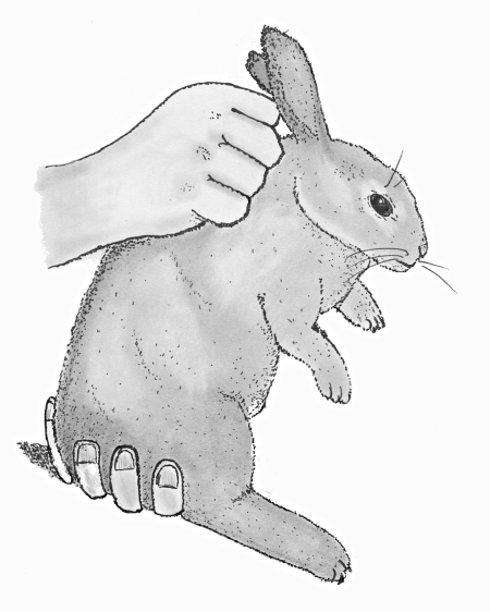 Rabbit , الأرنب، کەروێشک،ئاژەڵ