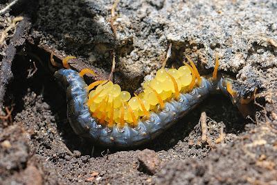 Centipede