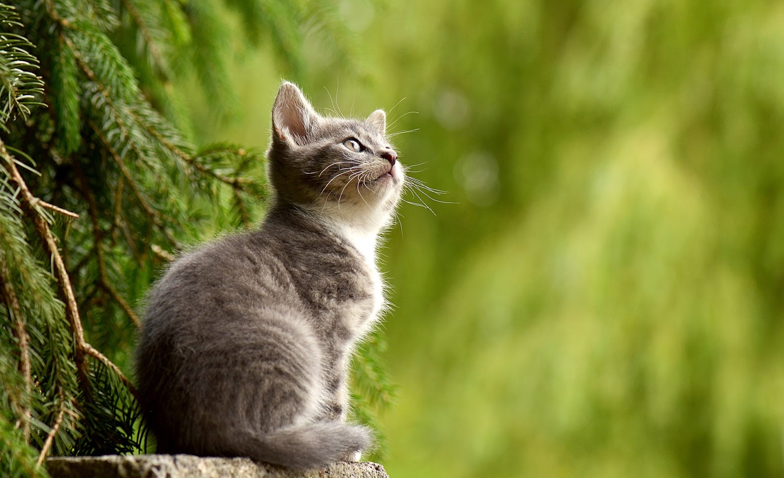 5 Cara Mengatasi Kucing Stres Dengan Mengetahui Penyebabnya