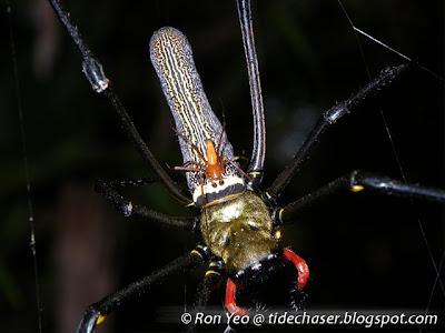 Golden Web Spider (Nephila pilipes)