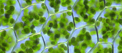 Resultado de imagen de cloroplastos