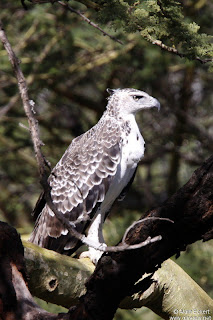 aguila marcial Polemaetus bellicosus