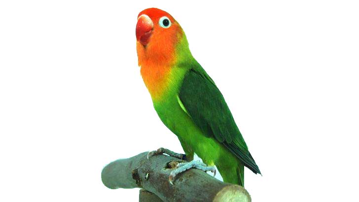 Jenis Lovebird  Hanya 9 Kalau Lebih Berarti Dibohongi