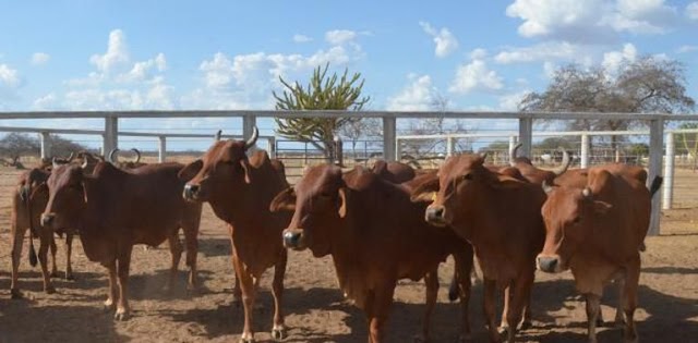 Campanha contra febre aftosa termina hoje segunda-feira 30/04 em Tabatinga (AM)