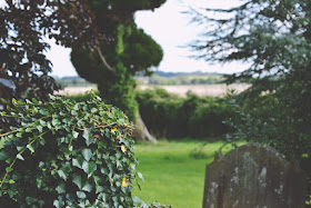 Ivy covered headstone in cemetery