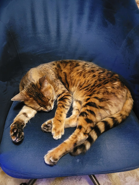 A large Bengal cat, named Shavarath, sleeping in a blue velvet chair.