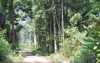 Floresta Nacional de Bom Futuro | Rondônia