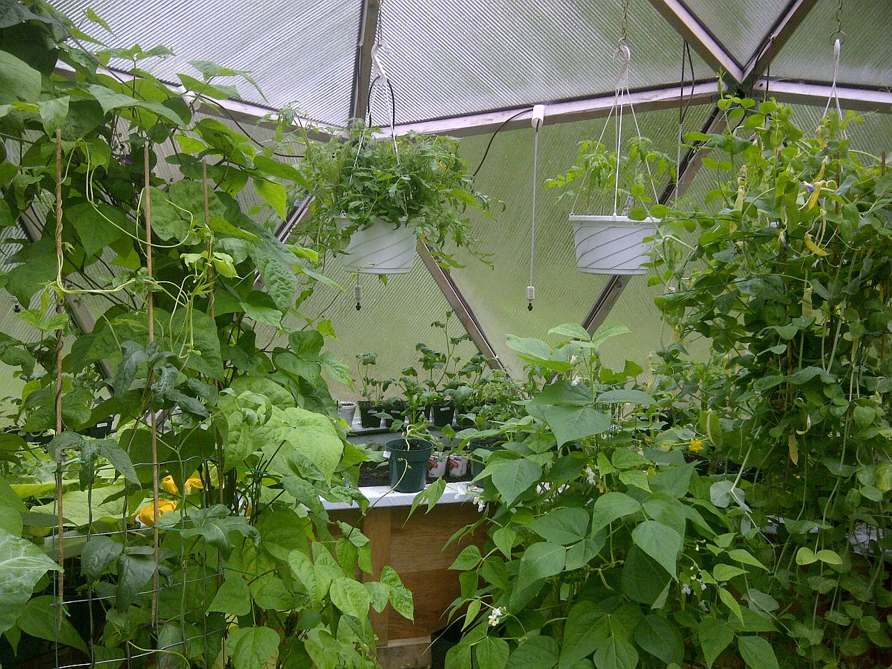 Alex's Geodesic Dome Greenhouse: May 2013