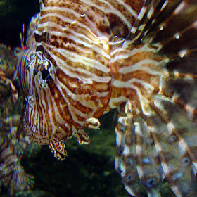 Red Lionfish at Georgia Aquarium