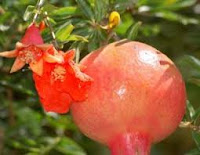 জেনে নিন আনার বা ডালিম ( Pomegranate ) এর ১০ টি উপকারিতা  