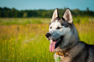 Husky Dogs