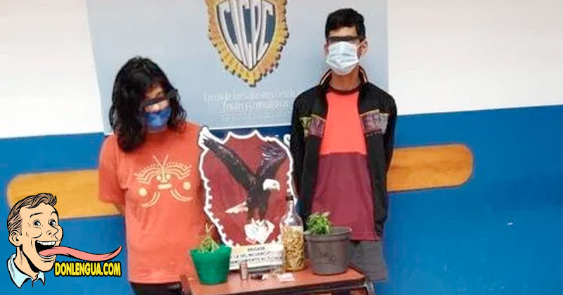 Pareja detenida por drogar a su gato con marihuana para hacer un video viral