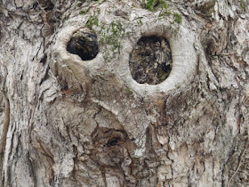 face in a tree