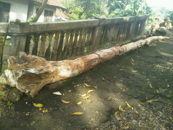 TREE FOSIL  KAYU YANG  MASIH  UTUH  Petrified Wood