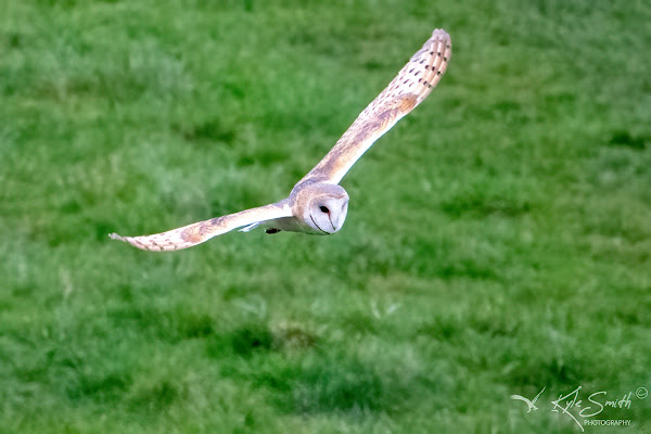 Barn owl