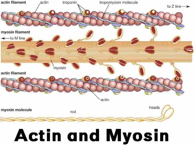 fungsi protein kontraktil dalam tubuh manusia, struktur dan jenis-jenisnya, serta pentingnya asupan protein yang cukup dalam diet untuk mendukung kinerja optimal otot dan kesehatan tubuh secara keseluruhan.