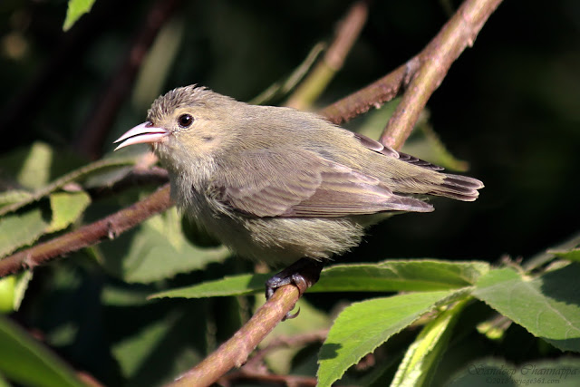 The tiny little Pale-billed Flowerpecker at the Pashan Lake, Pune