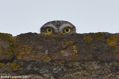 Mussol comú vigilant des d'una teulada