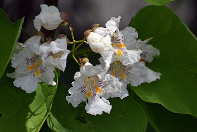 Catalpa flowers