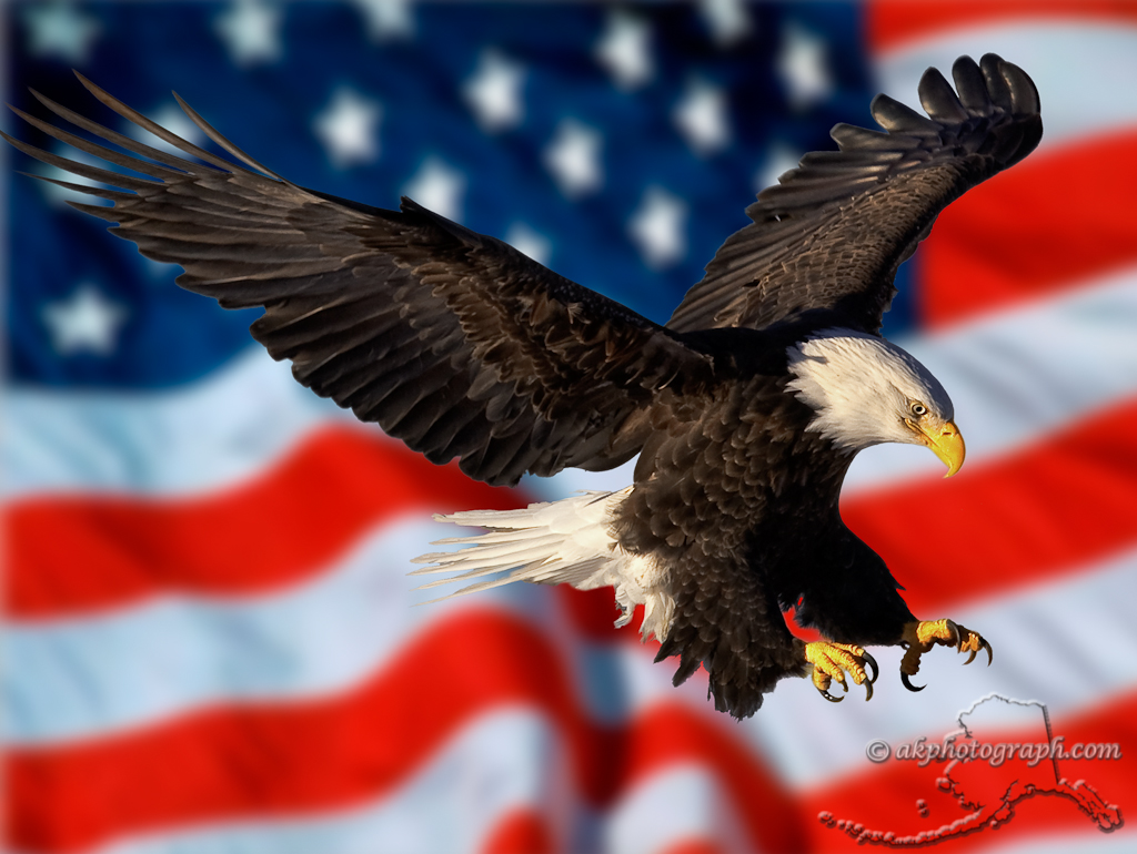 American Flag Eagle