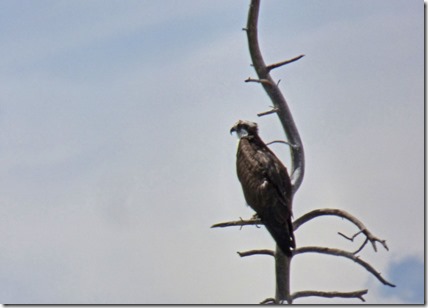 Osprey at Lake Granby