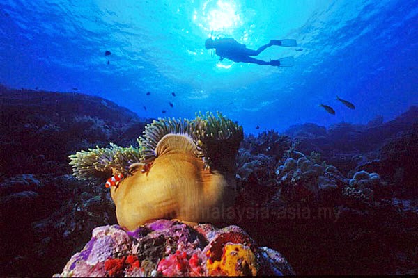 Beautiful dive sites around Miri, Sarawak