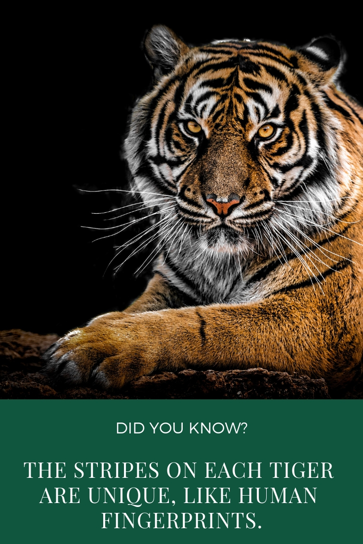 Amazing and weird fact about tigers.