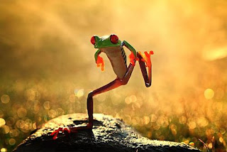 Ministry of Silly Frog Walks