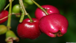 Lillypilly fruit images wallpaper