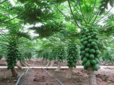 पपीते की उन्नत खेती - Papaya Farming Information Guide