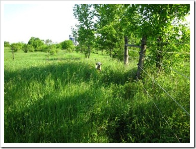 20120526_tall-grass_001